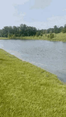 a large body of water is surrounded by trees and grass