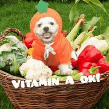 Carrot Dog GIF - Carrot Dog GIFs