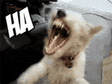 Laughing Dog Meme Scary Dog Laughing GIF - Laughing Dog Meme Scary Dog Laughing Funny Dog GIFs