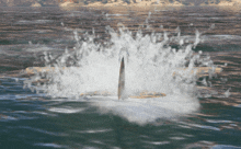 a shark is swimming in the ocean with a spear sticking out of the water