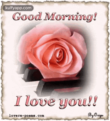 good morning goodmorning i love you rose kalai vanakkam