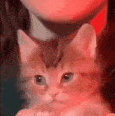 Mishachu Cat Squish GIF - Mishachu Cat Squish GIFs