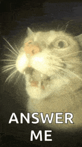 Silly Cat Cat Meme Face GIF - Silly Cat Cat Meme Face Cat Shocked GIFs