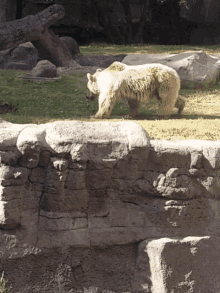 Bear Polar Bear GIF - Bear Polar Bear GIFs