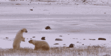 canadian inuit igloos bears arctic canada