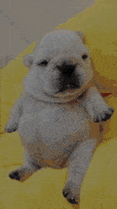 Gmail Dog GIF - Gmail Dog Puppy GIFs