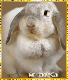 Mrgeekyle Cute GIF - Mrgeekyle Cute Bunny GIFs