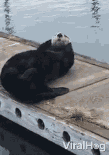 sea otter viralhog relax rest cute