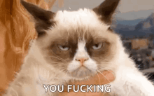 a grumpy cat is being held by a woman and says `` you fucking '' while looking at the camera .