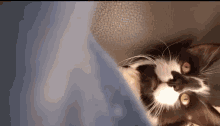 a black and white cat with yellow eyes is laying down