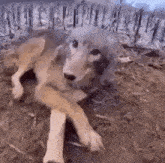 Wolf Dog GIF - Wolf Dog Boop GIFs