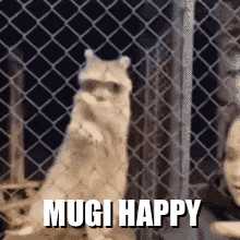 Mugi Raccoon Mugi Happy GIF - Mugi Raccoon Mugi Happy GIFs