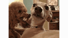 Angry Dog Don'T Move GIF - Angry Dog Don'T Move Dont Move GIFs