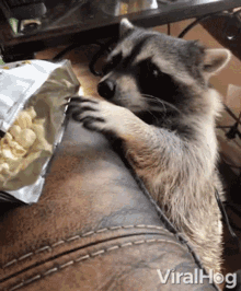 stealing viralhog snacks raccoon pop corn