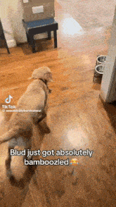 a dog is walking on a wooden floor and says blud just got absolutely bamboozled