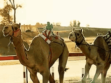 Camels GIF - Camels GIFs