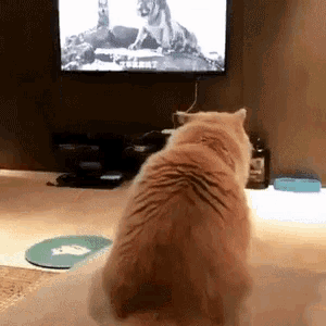 New trending GIF tagged cat angry lion afv…