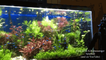 planted aquarium elans forest beautiful fish tank tropical fish fish chat