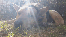 a dog is laying in the grass with the sun shining through the trees