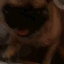 a close up of a dog laying on its back with its head on a bed .