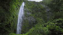 a waterfall in the middle of a lush green forest with a watermark that says ' steve mcmaster '