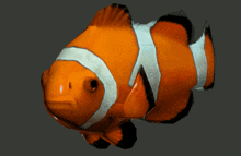 Clownfish Swimming GIF - Clownfish Swimming Pattern GIFs