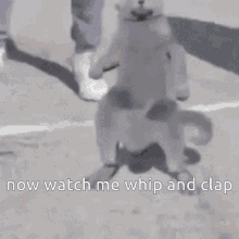 Whip Clap Cat GIF - Whip Clap Cat Now Watch Me Whip GIFs