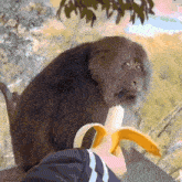 Monkey Judging GIF