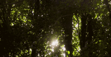 Tree Nature GIF - Tree Nature Light GIFs