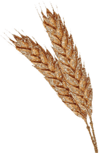 nemzeti%C3%BCnnep wheat glitters gold