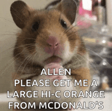 a close up of a hamster with the words allen please get me a large hi-c orange from mcdonald 's