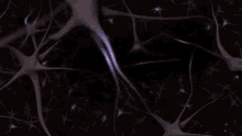 Neural Network GIF - Neural Network Brain GIFs