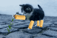 Cat Pâte GIF - Cat Pâte GIFs