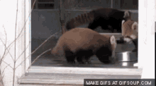 Red Panda Surprise GIF - Red Panda Surprise Scared GIFs