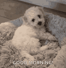Good Morning GIF - Good Morning Puppy GIFs