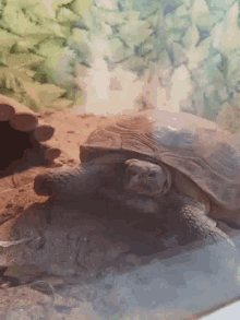 Sad Turtle GIF - Sad Turtle Pet GIFs