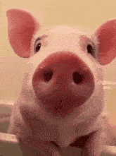 a close up of a pig 's nose with the words mina on the bottom