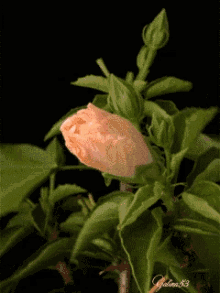 Flower Gumamela GIF