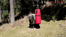 Funny Animals Gym Time GIF - Funny Animals Gym Time Crossfit GIFs