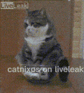 Liveleak Cat GIF - Liveleak Cat GIFs