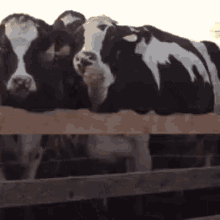 Cows GIF - Cows GIFs