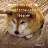 a dog is laying on a bed with picsart written on the bottom