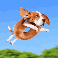 Beagle Bagle GIF - Beagle Bagle GIFs
