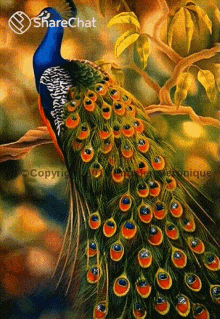 Peacock Blessings GIF - Peacock Blessings Feathers GIFs