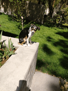 a small black and white dog sits on a concrete wall