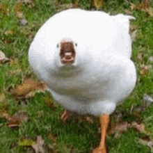 Duck Montage GIF - Duck Montage Screaming GIFs