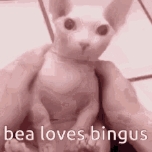 Bea Loves Bingus Bingus GIF - Bea Loves Bingus Bingus GIFs