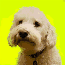 Dog Dogs GIF - Dog Dogs Cat GIFs