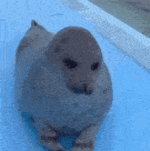 a seal is laying on top of a blue blanket .