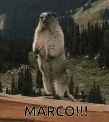 Marco Marmot GIF - Marco Marmot Scream GIFs